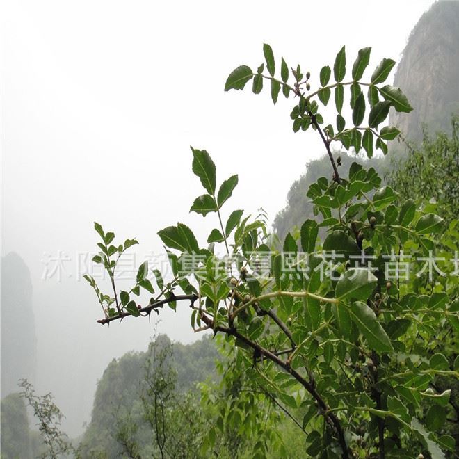 花椒樹苗大紅袍花椒苗食用花椒種子盆栽地栽庭院栽植基地直銷示例圖4