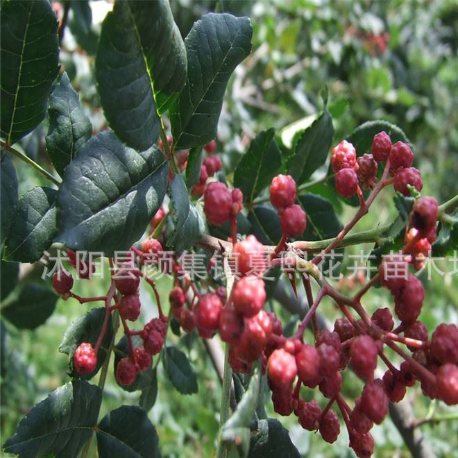 花椒樹苗大紅袍花椒苗食用花椒種子盆栽地栽庭院栽植基地直銷示例圖6