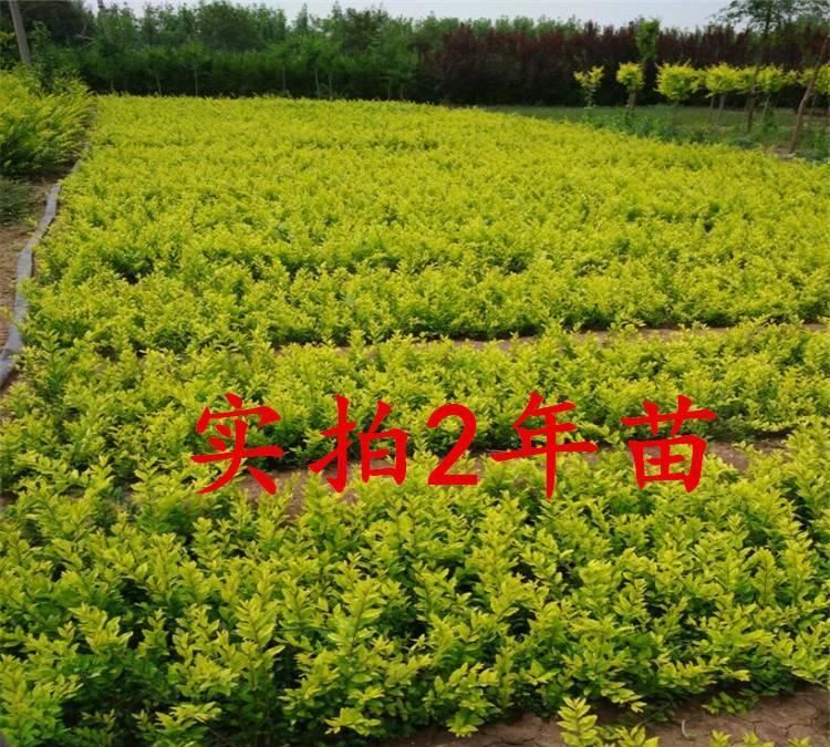 熱銷基地 金葉女貞 灌木金森女貞 金葉女貞球規(guī)格量大從優(yōu)示例圖2