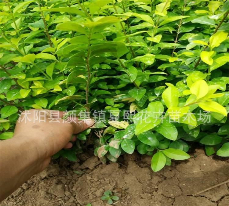 熱銷基地 金葉女貞 灌木金森女貞 金葉女貞球規(guī)格量大從優(yōu)示例圖5