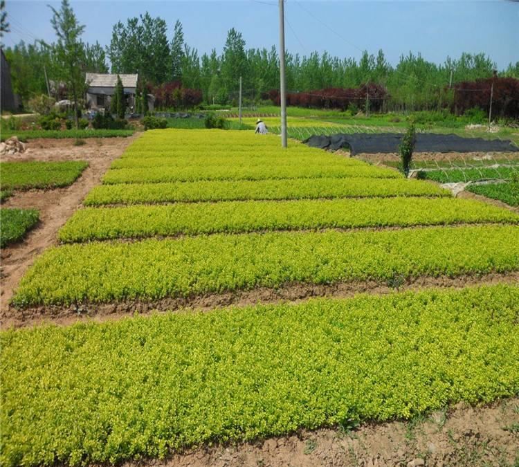 熱銷基地 金葉女貞 灌木金森女貞 金葉女貞球規(guī)格量大從優(yōu)示例圖10