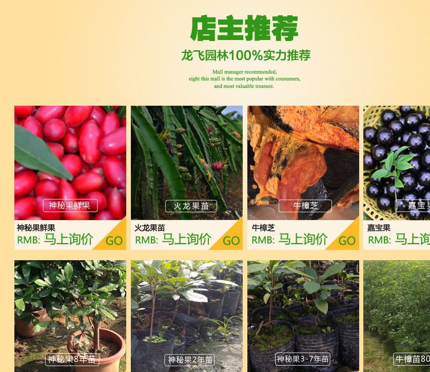 批發供應神秘果樹 4-5年苗 蜜拉圣果 奇跡果 變味果 龍飛種植示例圖1