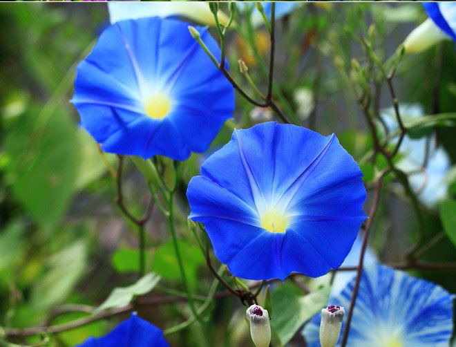 】爬藤大牵牛花种子 绿化四季易播 阳台花卉盆栽 庭院花草植物批发