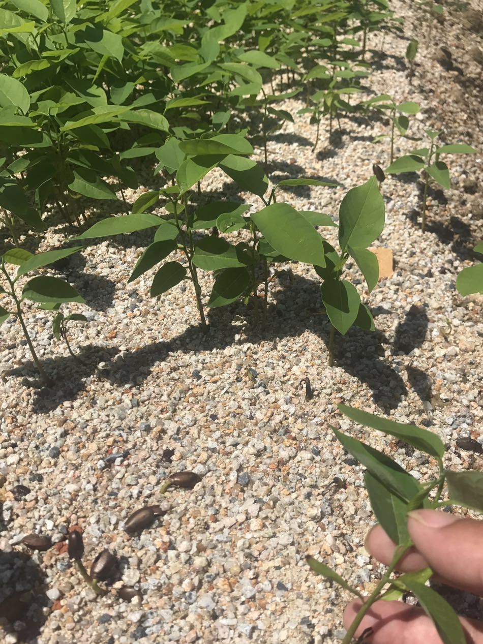 臺(tái)灣鳳梨釋迦杯苗，番荔枝杯苗，佛頭果，林檎，實(shí)生苗，嫁接苗示例圖1