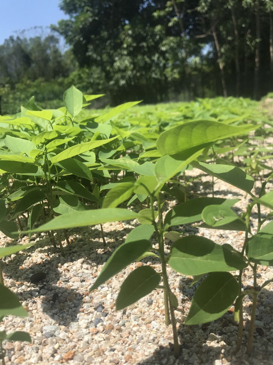 臺(tái)灣鳳梨釋迦杯苗，番荔枝杯苗，佛頭果，林檎，實(shí)生苗，嫁接苗示例圖2