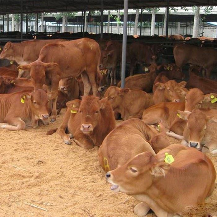 优质鲁西黄牛养殖技术正规肉牛养殖基地嘉郓纯种优质鲁西黄牛优质鲁西