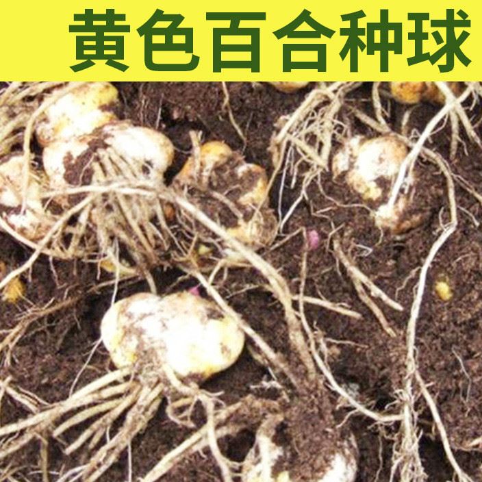 黄色庭院苗圃花卉种球 香水百合植物花卉种球批发示例图1