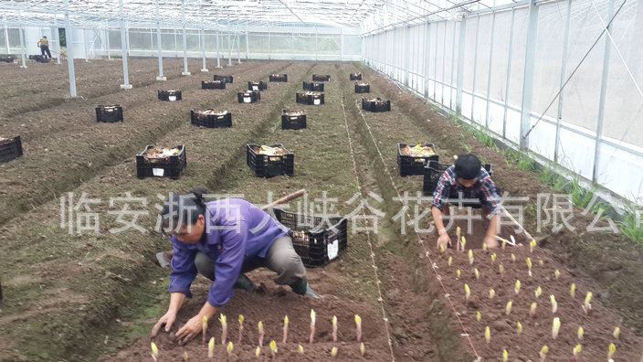 黄色庭院苗圃花卉种球 香水百合植物花卉种球批发示例图3