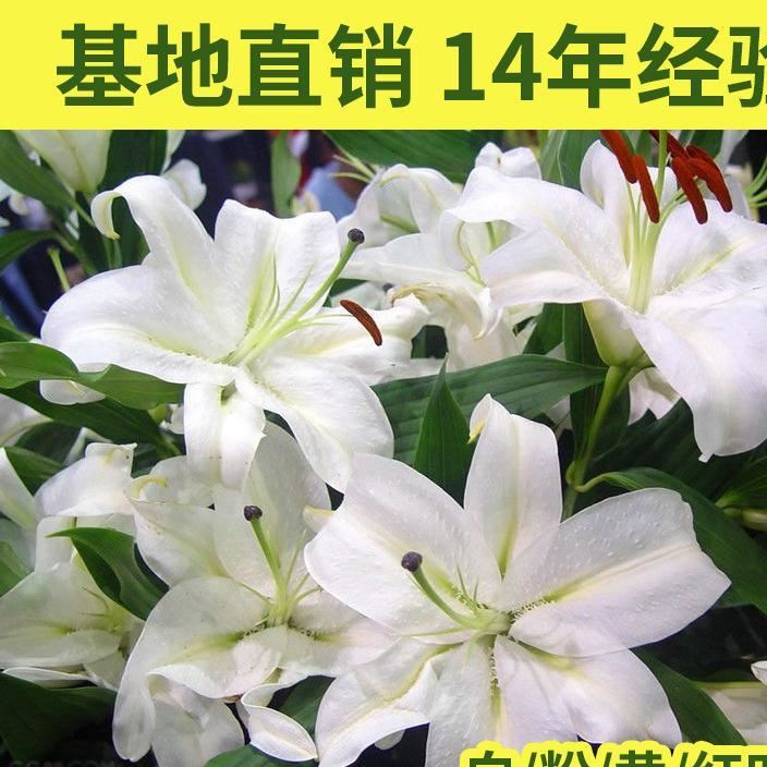 基地白色香水百合鮮花禮盒 新鮮觀賞香水百合花 節(jié)日婚慶鮮花批發(fā)示例圖1