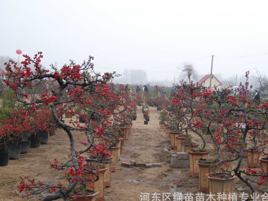 供應(yīng)批發(fā)臨沂市市花【沂州海棠花】示例圖1