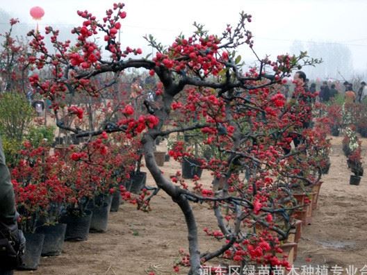 供應(yīng)批發(fā)臨沂市市花【沂州海棠花】示例圖2