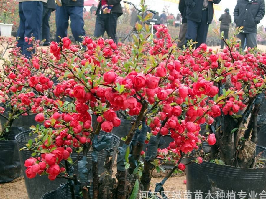 供應(yīng)批發(fā)臨沂市市花【沂州海棠花】示例圖3