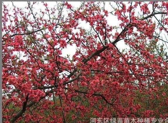 供應(yīng)批發(fā)臨沂市市花【沂州海棠花】示例圖7