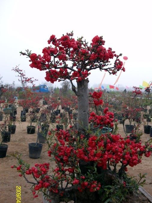 【】供应批发临沂市市花沂州海棠花