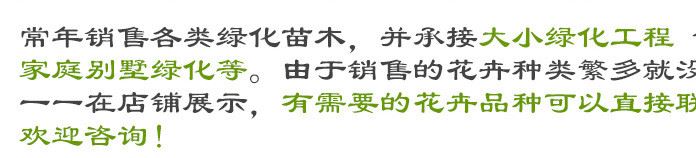 梓樹種子 梓樹苗 開原金葉梓樹 園林梓樹 梓樹苗批發(fā) 綠化苗木示例圖29