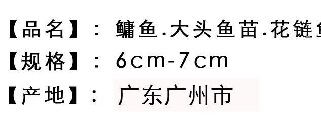 活體草魚苗 鳙魚苗 花鰱魚苗 胖頭苗 大頭魚苗 放生魚 活體飼料淡示例圖2