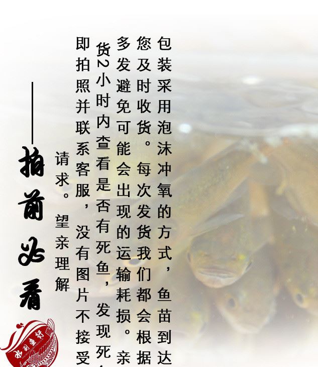 活體草魚苗 鳙魚苗 花鰱魚苗 胖頭苗 大頭魚苗 放生魚 活體飼料淡示例圖3