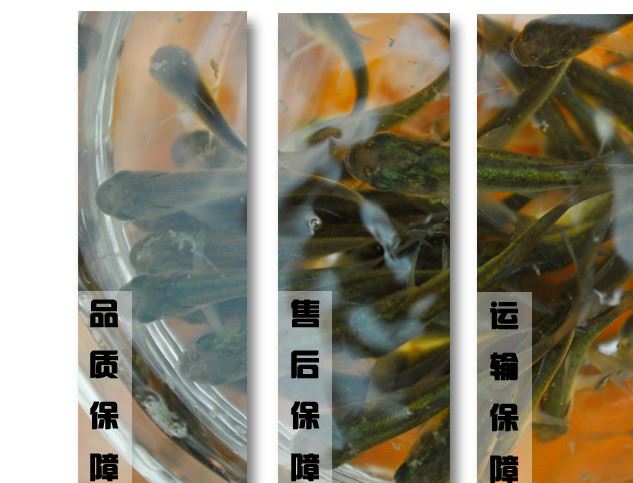 活體草魚苗 鳙魚苗 花鰱魚苗 胖頭苗 大頭魚苗 放生魚 活體飼料淡示例圖5