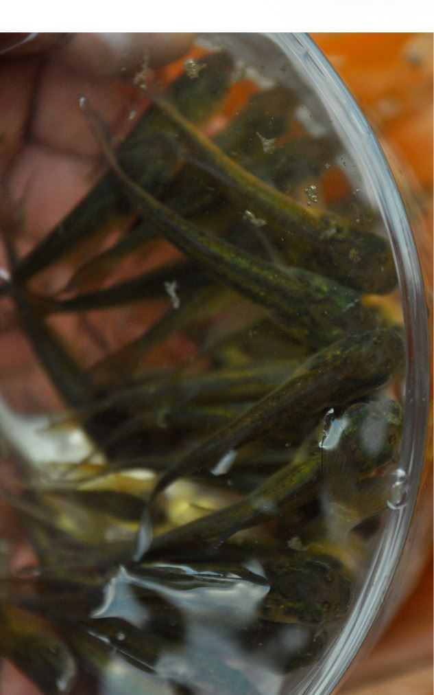 活體草魚苗 鳙魚苗 花鰱魚苗 胖頭苗 大頭魚苗 放生魚 活體飼料淡示例圖7