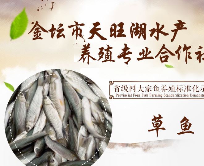 常州水旺湖養(yǎng)殖草魚 鮮活水產(chǎn)類草魚苗 質(zhì)量示例圖1