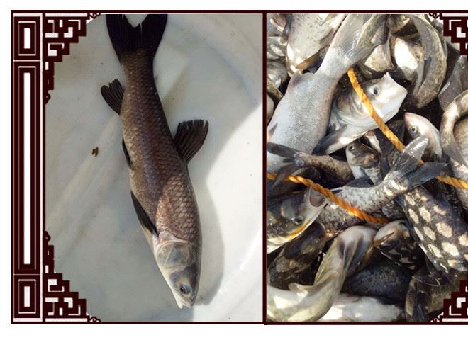 常州水旺湖養(yǎng)殖草魚 鮮活水產(chǎn)類草魚苗 質(zhì)量示例圖7