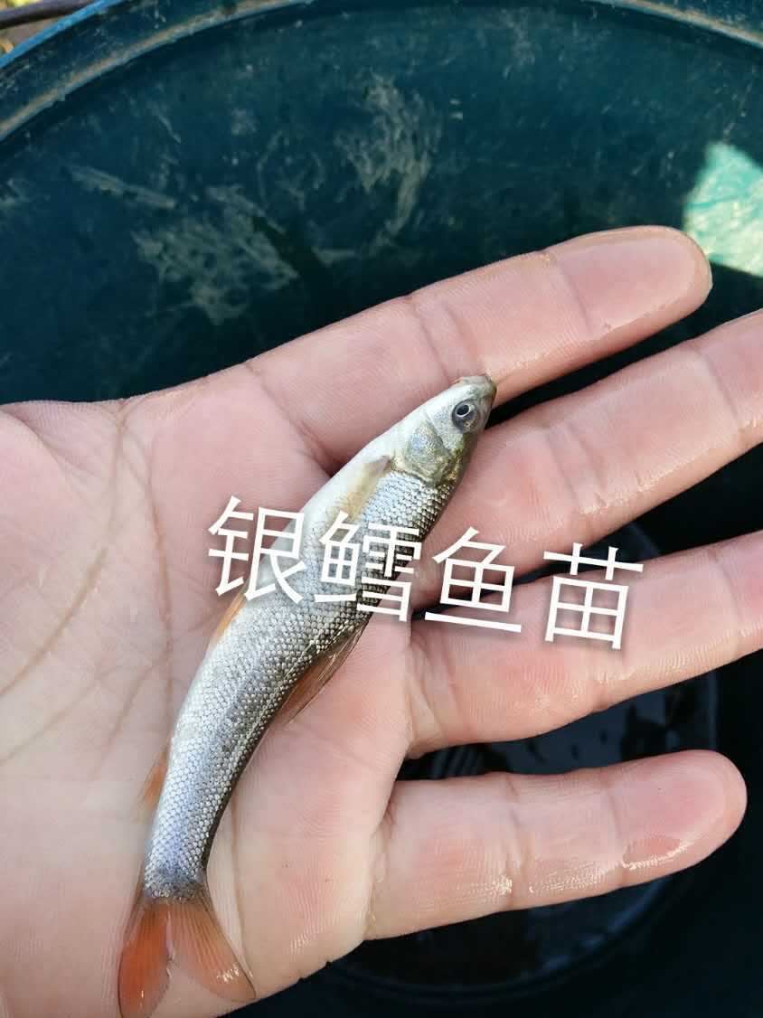 【銀鱈魚苗】大鱗鲃銀鱈魚苗示例圖4