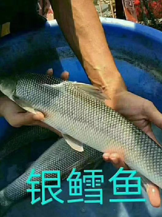 【銀鱈魚苗】大鱗鲃銀鱈魚苗示例圖6