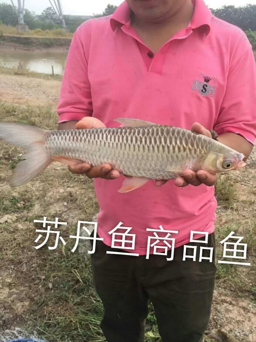 【銀鱈魚苗】大鱗鲃銀鱈魚苗示例圖7