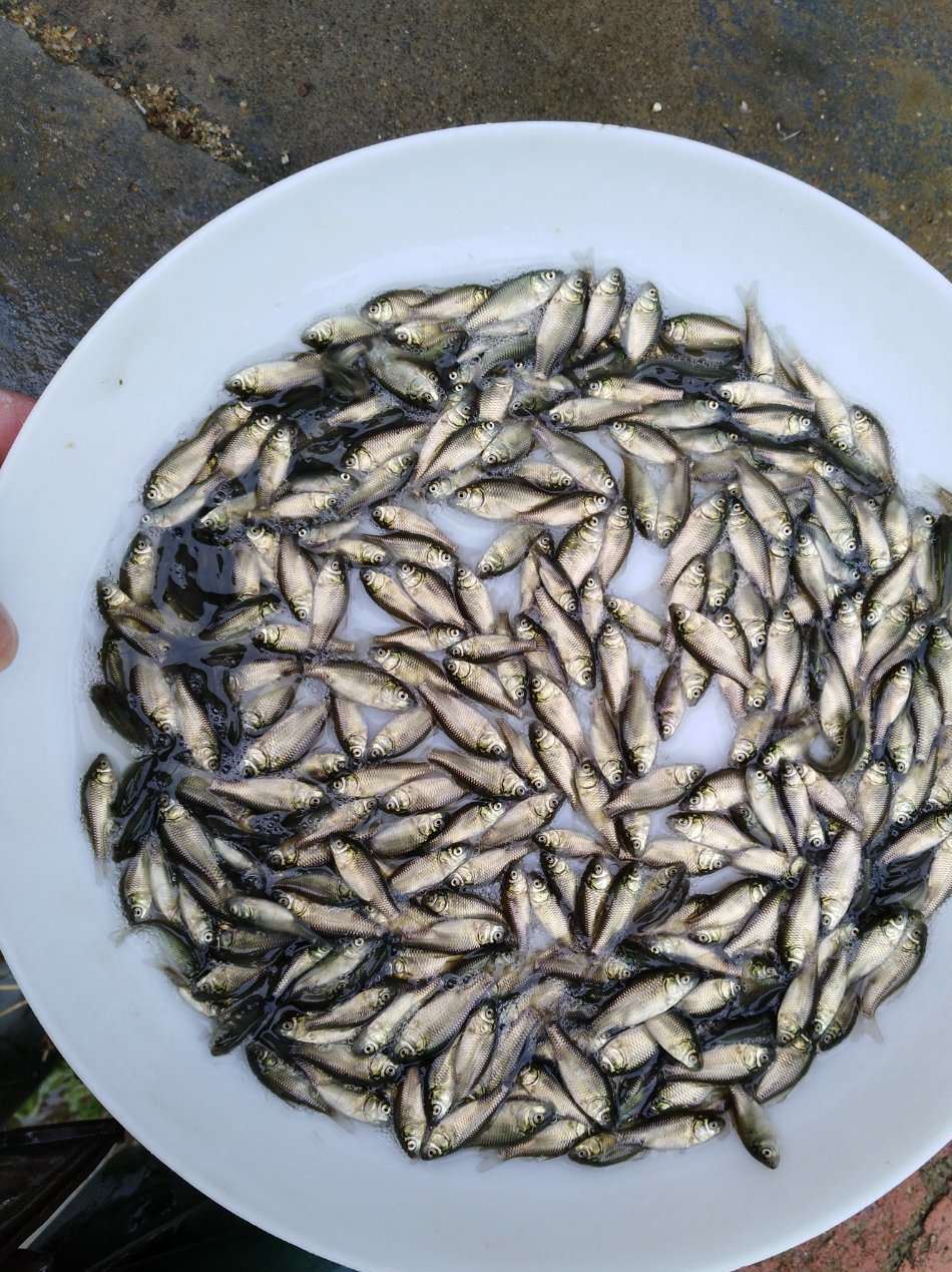 湘云鯽鯽魚苗鯉魚鯽霸王鯽工程鯽 湘云鯽批發(fā) 中科鯽魚苗活體批發(fā)示例圖1