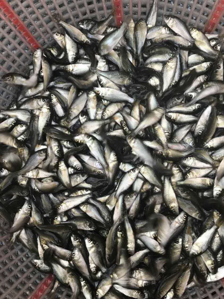 湘云鯽鯽魚苗鯉魚鯽霸王鯽工程鯽 湘云鯽批發(fā) 中科鯽魚苗活體批發(fā)示例圖5