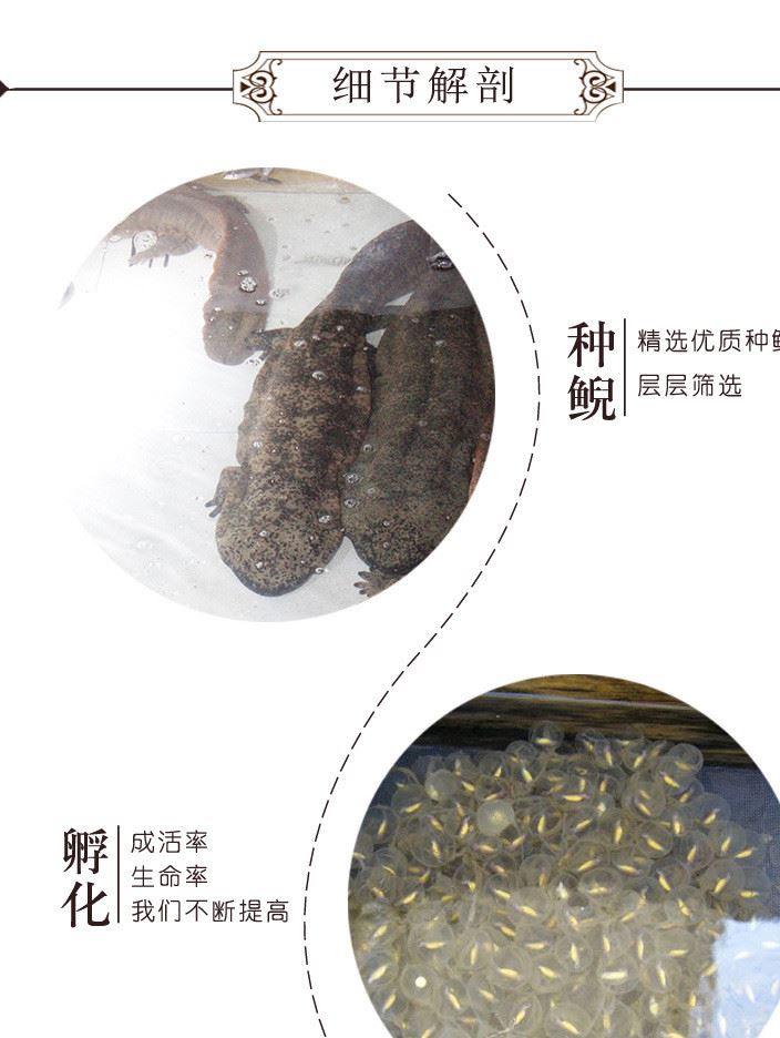 供應(yīng)娃娃魚 娃娃魚苗 養(yǎng)殖 廠家直銷 歡迎選購 50g示例圖5