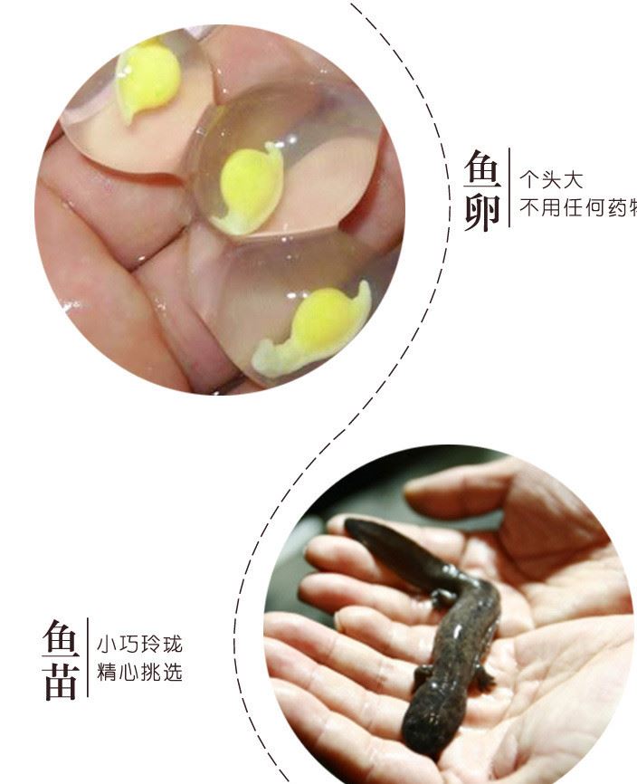 供應(yīng)娃娃魚 娃娃魚苗 養(yǎng)殖 廠家直銷 歡迎選購 50g示例圖6