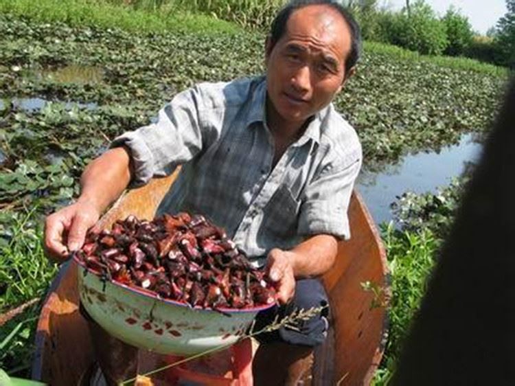 產(chǎn)地直銷 霍邱城西湖2015年野生干菱角米批發(fā) 件=斤示例圖3