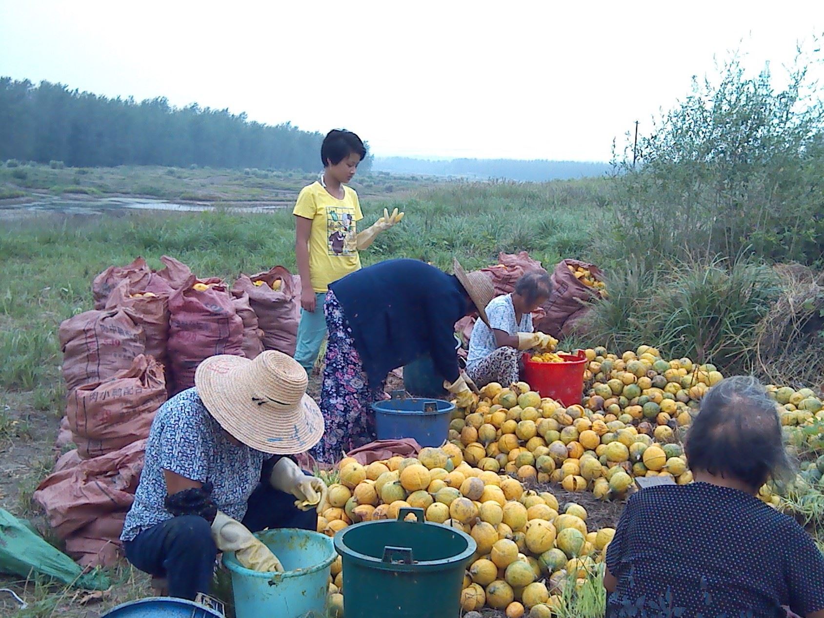 廠家直銷丑螞蟻瓜蔞籽 安徽特產(chǎn)休閑食品藥瓜子瓜蔞子小平包批發(fā)示例圖11