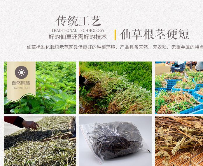 樣品100g福建武平仙草干批發(fā)燒仙草涼茶黑涼粉草龜苓膏四果湯原料示例圖10