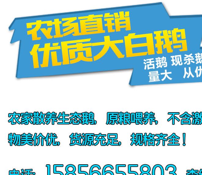 生态散养草鹅土鹅肉老鹅嫩鹅活鹅现杀新鲜一光鹅白条鹅不开膛示例图1