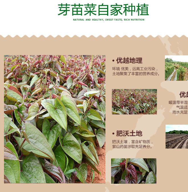 紫山藥芽苗菜 產(chǎn)地直供 生長(zhǎng)率高 量大從優(yōu)示例圖2