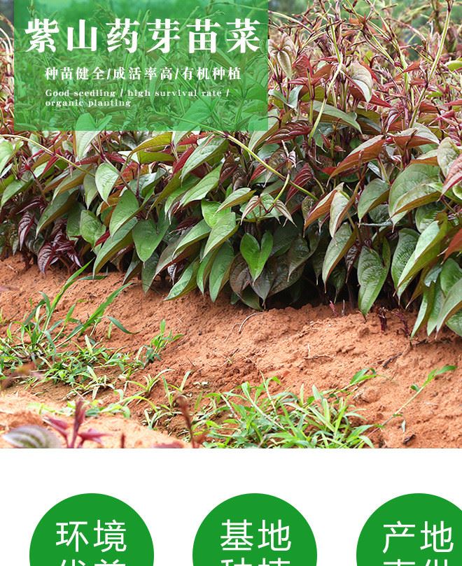 紫山藥芽苗菜 產(chǎn)地直供 生長(zhǎng)率高 量大從優(yōu)示例圖4