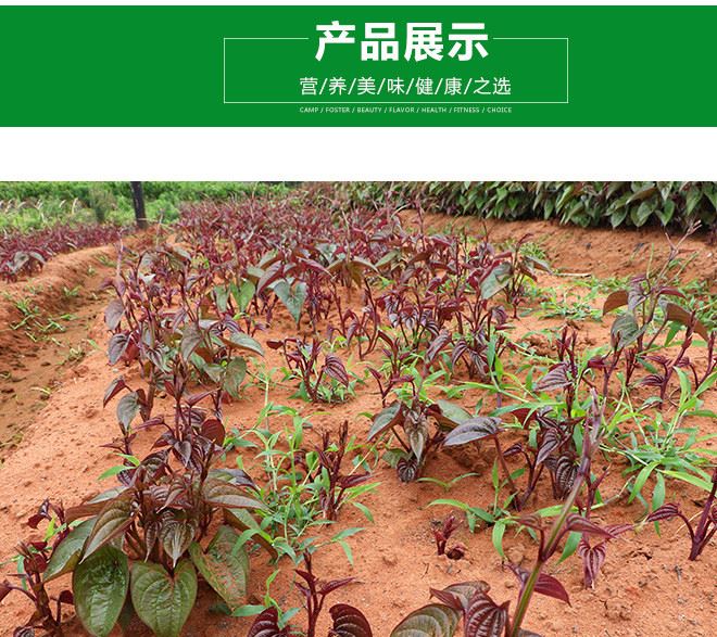 紫山藥芽苗菜 產(chǎn)地直供 生長(zhǎng)率高 量大從優(yōu)示例圖5
