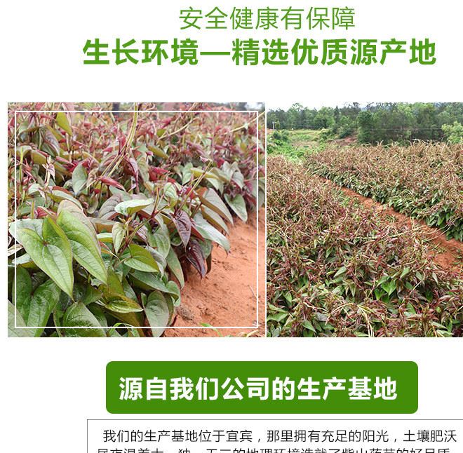 紫山藥芽苗菜 產(chǎn)地直供 生長(zhǎng)率高 量大從優(yōu)示例圖8