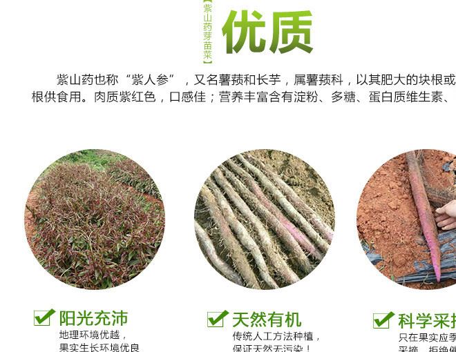 紫山藥芽苗菜 產(chǎn)地直供 生長(zhǎng)率高 量大從優(yōu)示例圖9