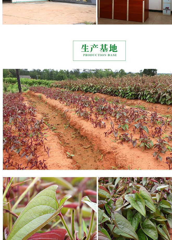 紫山藥芽苗菜 產(chǎn)地直供 生長(zhǎng)率高 量大從優(yōu)示例圖11
