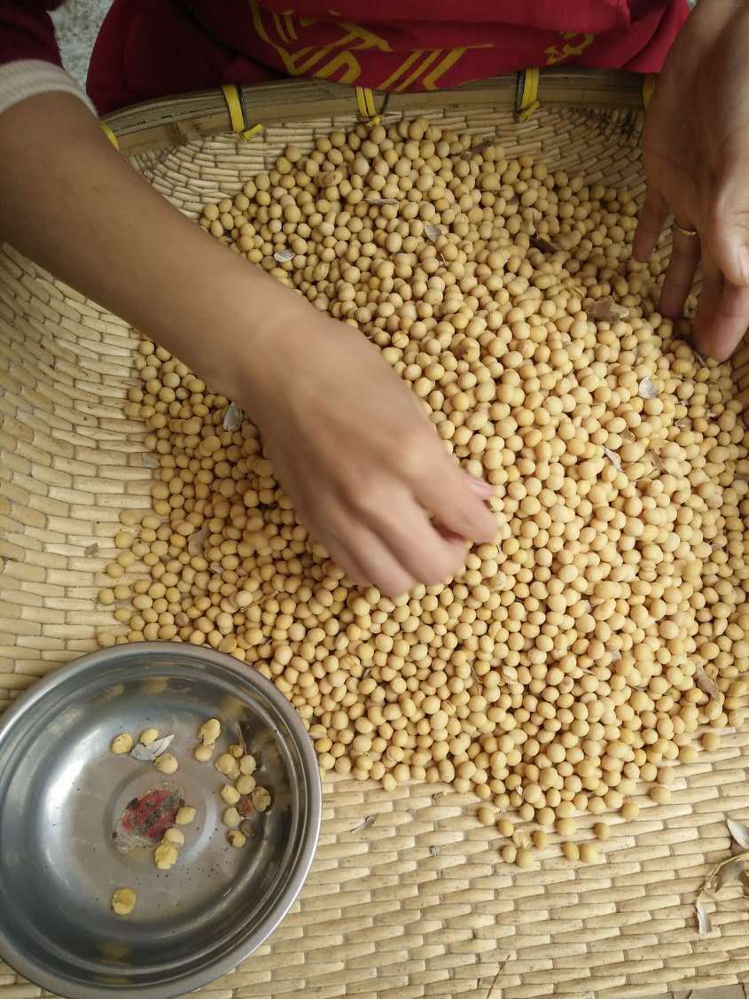 廠地直銷 東北高蛋白非轉基因黃豆 豆?jié){專用 支持批發(fā)零售示例圖4