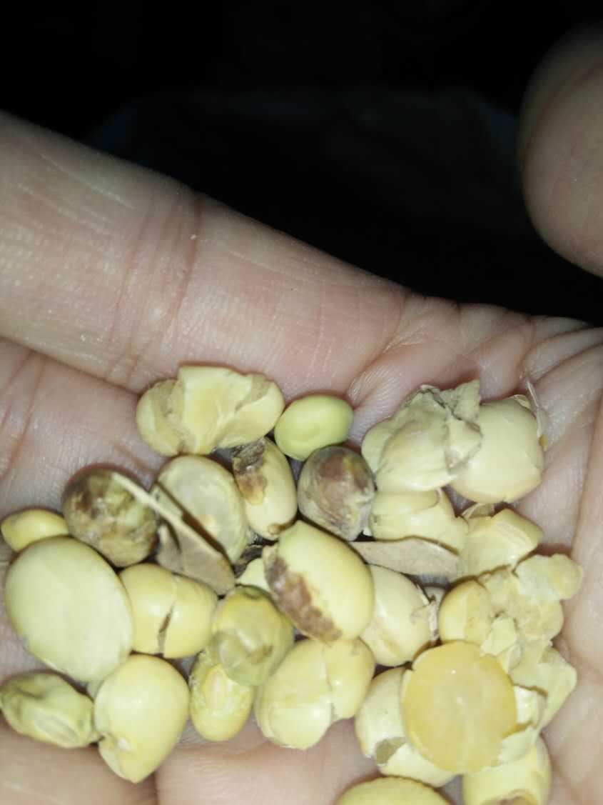 廠地直銷 東北高蛋白非轉基因黃豆 豆?jié){專用 支持批發(fā)零售示例圖8