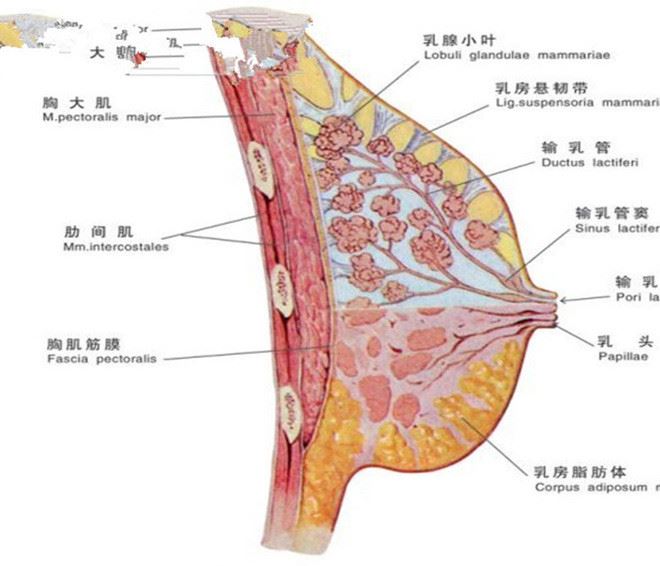 乳熏儀胸部熏蒸儀器乳熏神器疏通按摩儀乳房養(yǎng)生儀器示例圖15