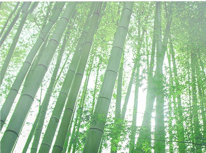 紫竹籬笆 廠家供應農村菜園花園紫竹籬笆 家禽紫竹籬笆圍欄示例圖2