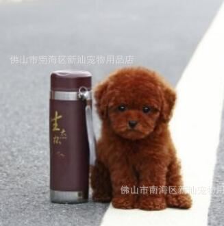 種茶杯玩具泰迪熊出售 品相好顏色 健康簽協議示例圖1