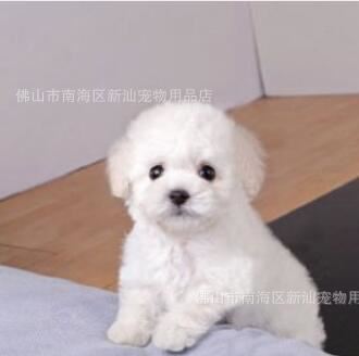 種茶杯玩具泰迪熊出售 品相好顏色 健康簽協議示例圖3