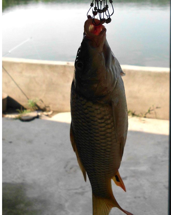 創(chuàng)造門香香麥子小麥粒顆粒掛鉤野釣水庫草魚鯽魚鯉魚餌料綜合釣餌示例圖11