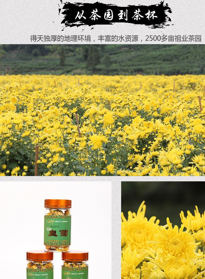 皇菊20g瓶裝2017年新品 施蕊皇菊富硒菊花茶廠家直銷批發(fā)示例圖5